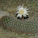Stenocereus (incl. Machaerocereus, Rathbunia...)